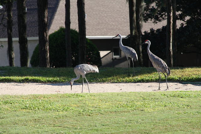 P4P River Hills Golf 10-14-14 TH048