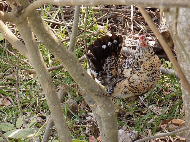 Key West 04-21-2016 (60)