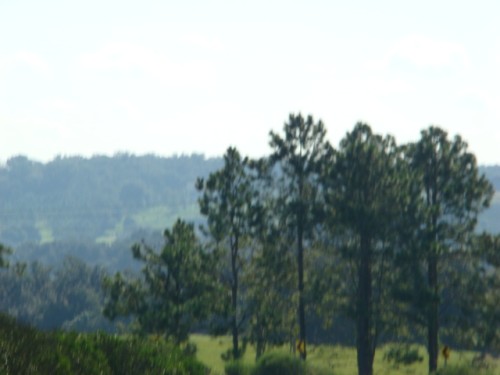 acf