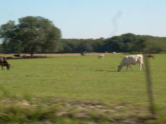 aav
