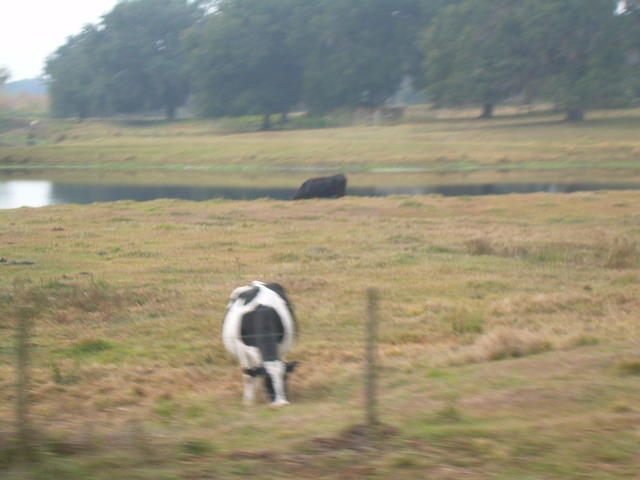 aas