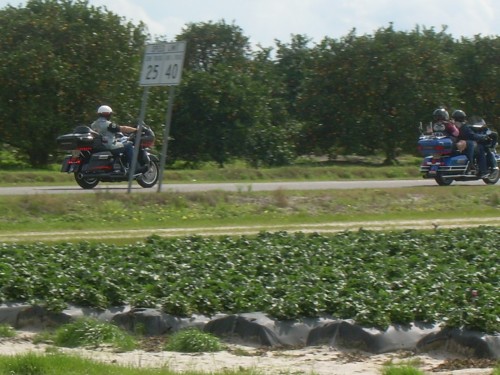 aau