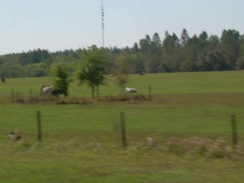 aal