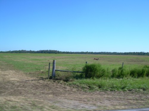 aau