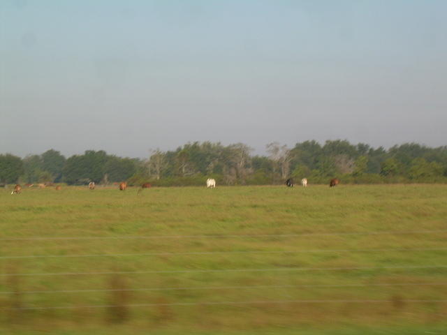 aas