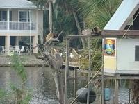 Homasassa - Monkey Island 12-07-2014 (35)