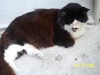 aan